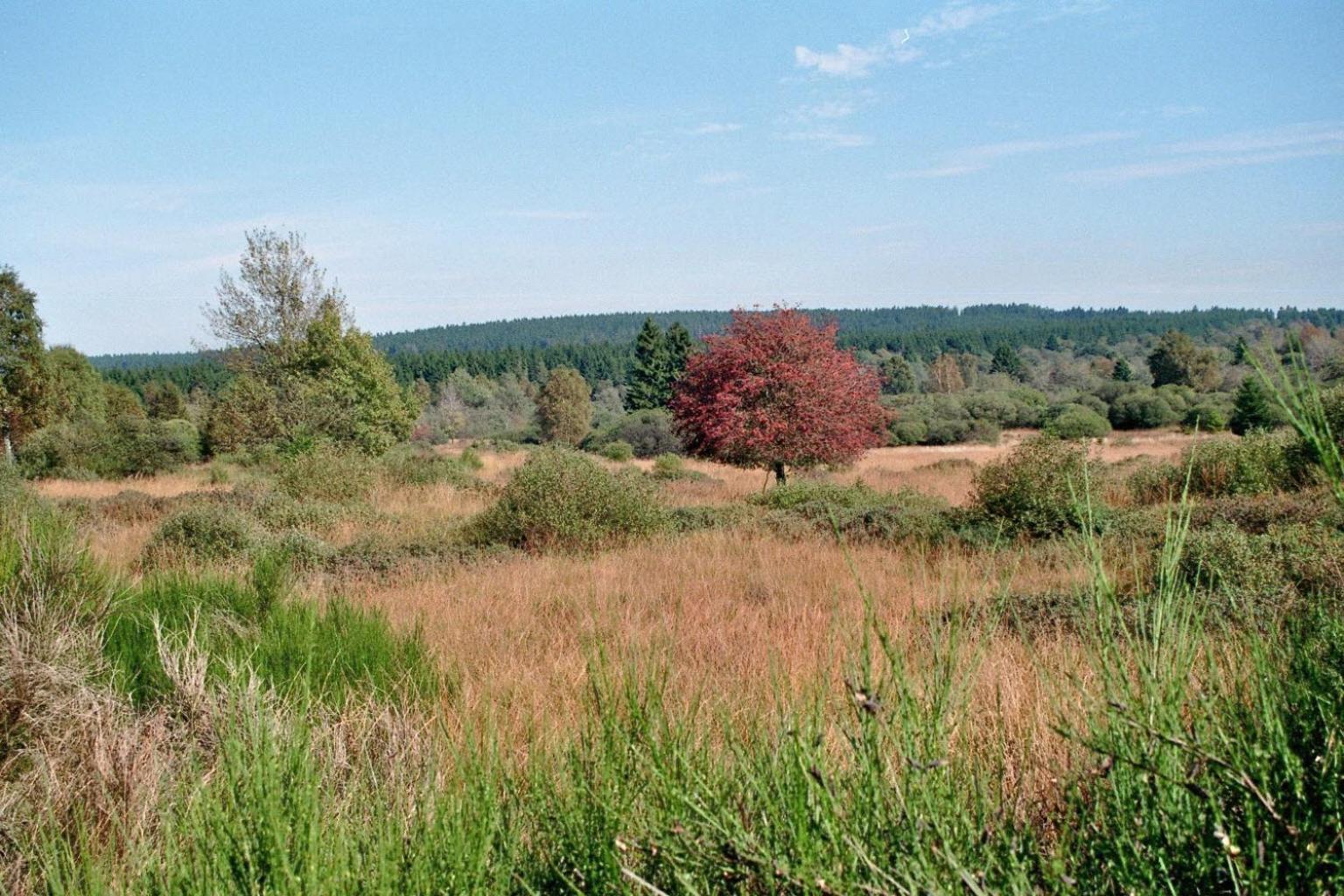 Villa Hammertal Simmerath Bagian luar foto